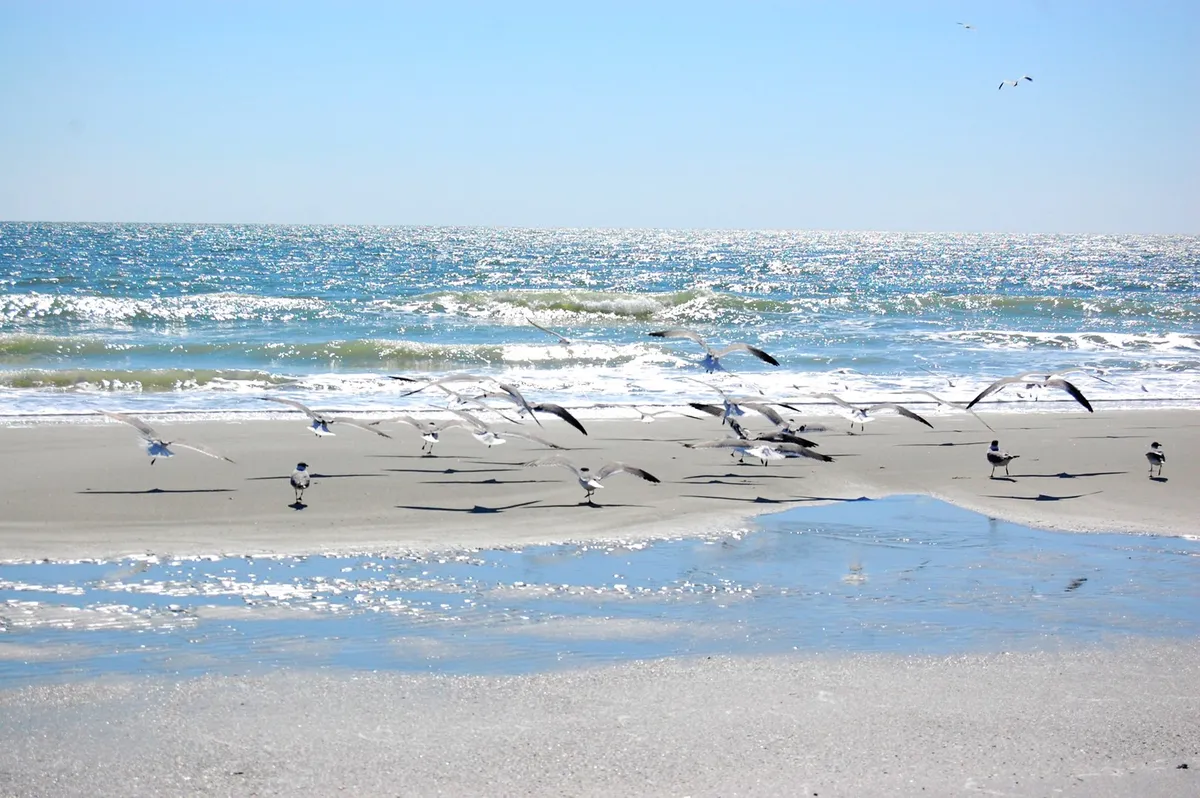 The image captures a tranquil stretch of Myrtle Beach with gentle waves, a flock of birds in flight, wet reflective sand, and a distant horizon. The serene atmosphere emphasizes the peacefulness of the shoreline, making it ideal for relaxing walks or quiet contemplation.